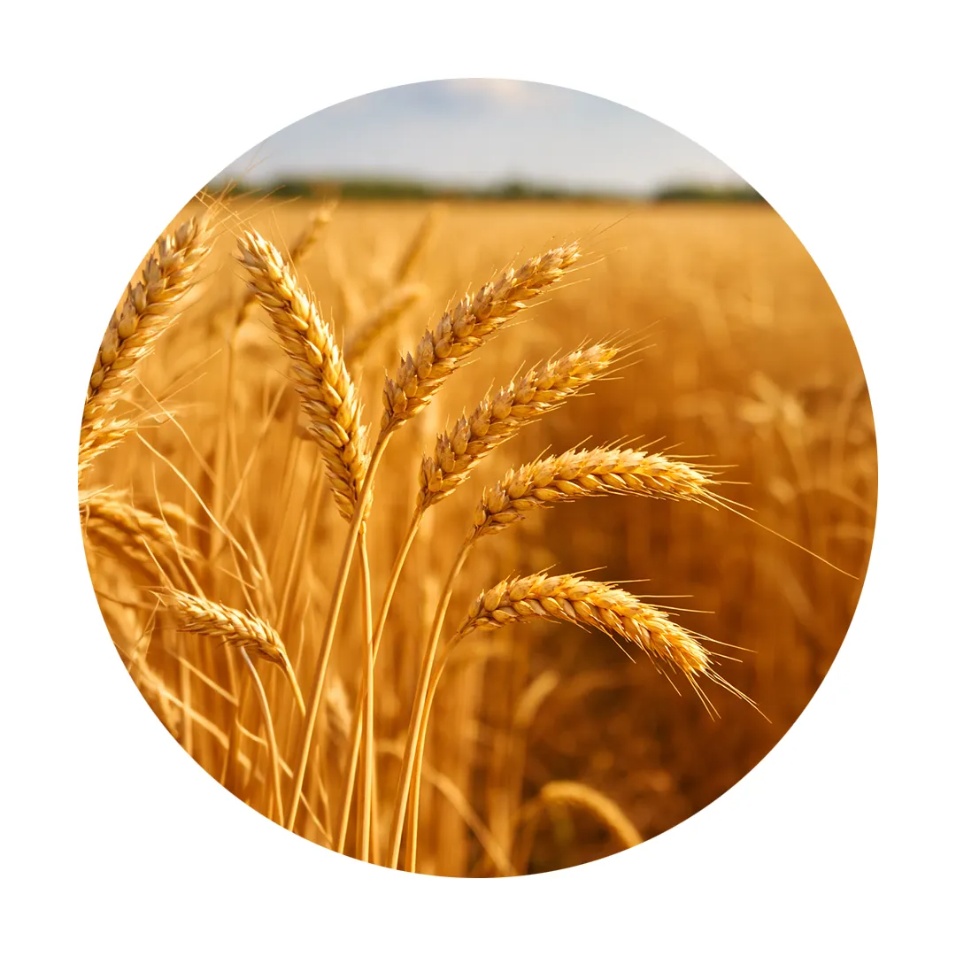Trigo para Alimentação Animal 25KG